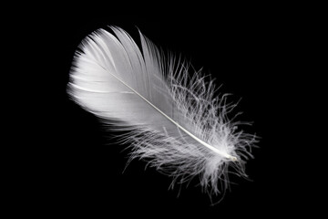 Single White Bird Feather Isolated on Black Background. Swan Feather
