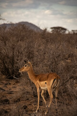 young impala eating grass in the African savanna