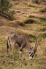 oryx eating in the African savanna