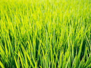 Wide and green paddy field, Taiwan	