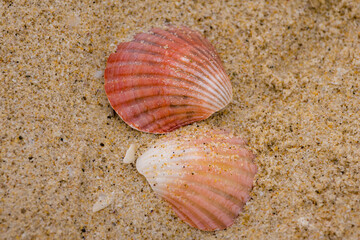 seashells on the beach
