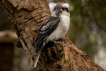Kookaburra in a tree