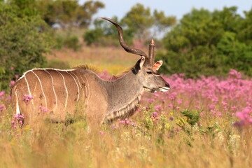 Kudu Bull with Deformed Horn