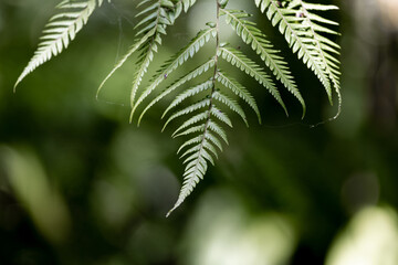 Close-up view of green fern leaves.