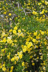 ウンナンオウバイ