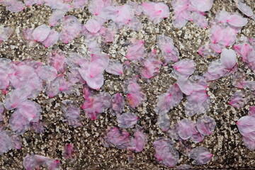 桜の花びら　雨で透ける