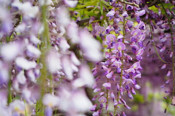 藤花