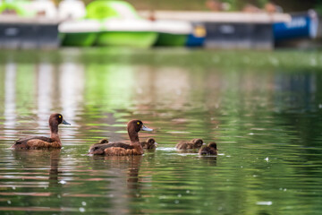 Tufted duck Family swims with their ducklings in green lake water.