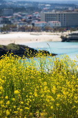 The blue sea and canola fields the energy of spring that is just before one's corner.