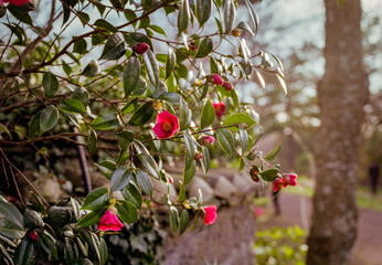Red camellia flowers that bloomed vigorously even in the cold winter.