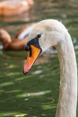 Fototapeta premium Portrait of a graceful white swan with long neck on dark water background.