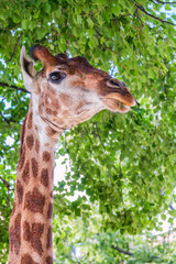 Close-up giraffe head on green leaves background
