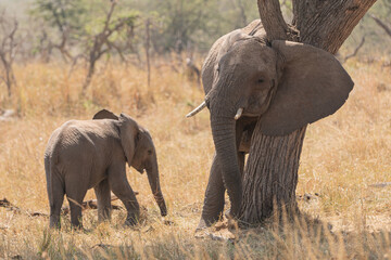 Elephants (loxodonta africana) in the open plains of Tanzania