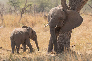 Fototapeta premium Elephants (loxodonta africana) in the open plains of Tanzania