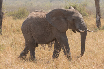 Naklejka na ściany i meble An Elephant (loxodonta africana) in the open plains of Tanzania