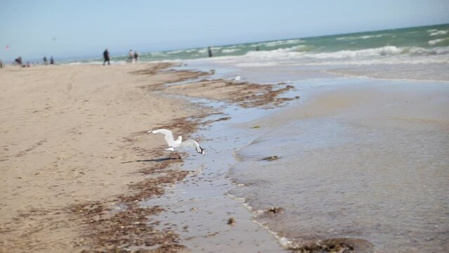 Flying Seagull lands on calm crowded beach by
seaweed and shallow ocean on clear blue sky day Grange Beach South Australia