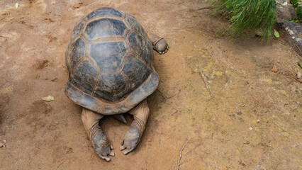 A giant turtle Aldabrachelys gigantea is resting on a sandy path. Top and back view. The carapace, outstretched paws, and tail are visible. Seychelles