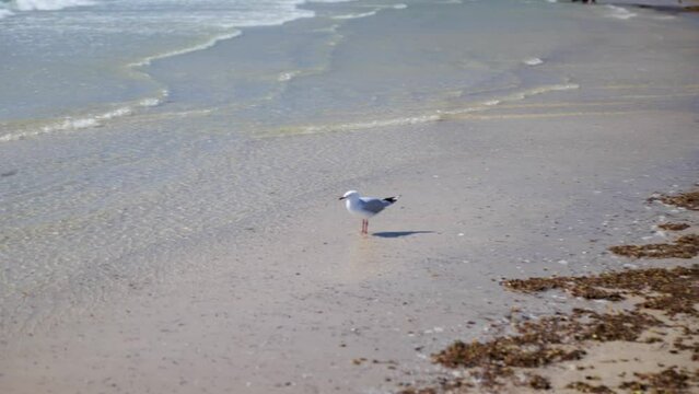 Seagull patiently stands in shallow ocean on shore
as waves wash in on clear blue sky day Grange Beach South Australia