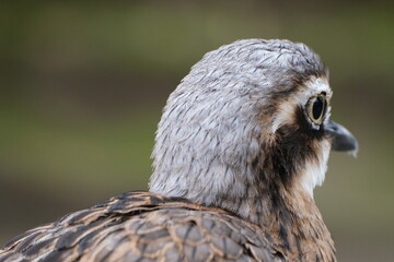 A Bush stone-curlew