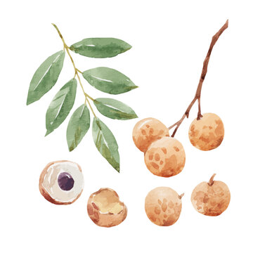 Beautiful vector stock clip art illustration with hand drawn watercolor tasty longan fruit. Healthy vegan food.