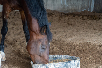 Brown horse eating and drinking from a black plastic bucket