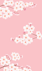 Obraz na płótnie Canvas 桜の枝 