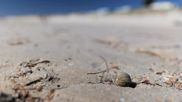 Washed up sea urchin dried up on a windy
white sand beach shore beside seaweed