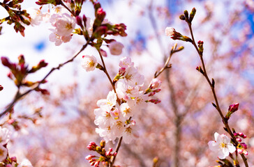 桜の花の近影