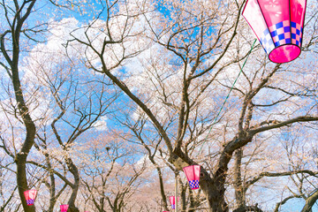 幸手権現堂の桜まつり