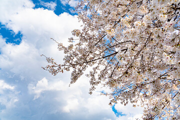 満開の桜と雲いっぱいの空