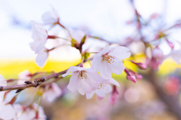 桜の花の近影