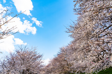 よく晴れた日に撮影した幸手権現堂桜堤の満開の桜並木