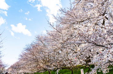 よく晴れた日に撮影した幸手権現堂桜堤の満開の桜並木