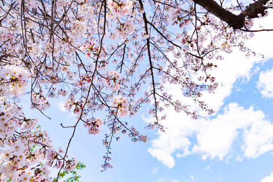 満開の桜を下から撮影した写真