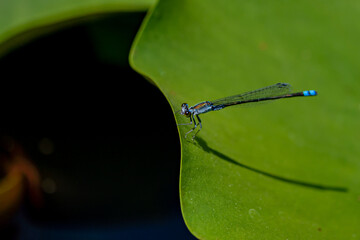 ハスにとまるトンボ