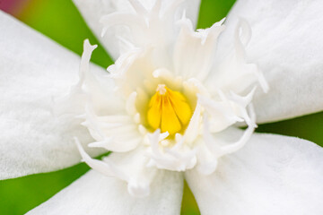 Obraz na płótnie Canvas closed up pollen of white lily flower