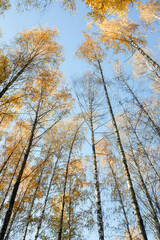 Yellow birch forest from below sky view. Autumn.