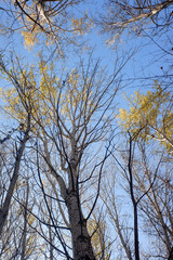 Yellow birch forest from below sky view. Autumn.