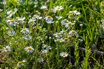 White chamomile flowers in nature field.