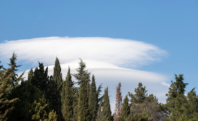 White clouds of blue sky over coniferous trees.