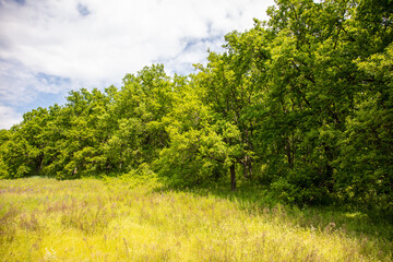 Green trees in the forest in summer.