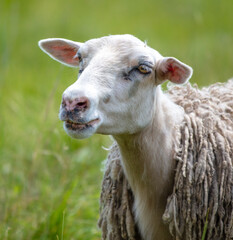 Sheep grazes in green grass.