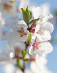 Flowers on a cherry tree against the blue sky in spring.