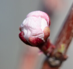 Fototapeta premium Flowers on an apricot tree in spring.