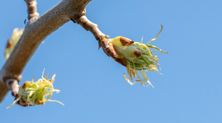 Opening bud with leaves on a pear branch against a blue sky.