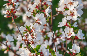 Flowers on a cherry tree in spring.