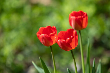 Bright tulip flowers, spring nature.