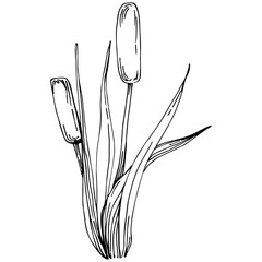 Sketch reeds leaves isolated, suitable for nature concept, summer and holiday. Black and white clip art isolated. Antique vintage engraving illustration for emblem. Herbal medicine.