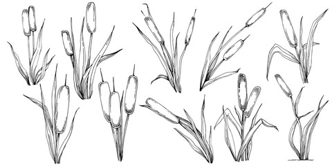 Sketch reeds leaves isolated, suitable for nature concept, summer and holiday. Black and white clip art isolated. Antique vintage engraving illustration for emblem. Herbal medicine.