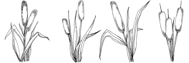 Sketch reeds leaves isolated, suitable for nature concept, summer and holiday. Black and white clip art isolated. Antique vintage engraving illustration for emblem. Herbal medicine.